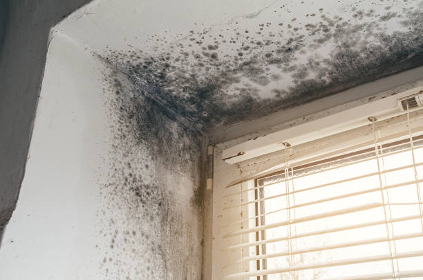 Affordable Crawl Space Mold Remediation solutions in Houston, PA